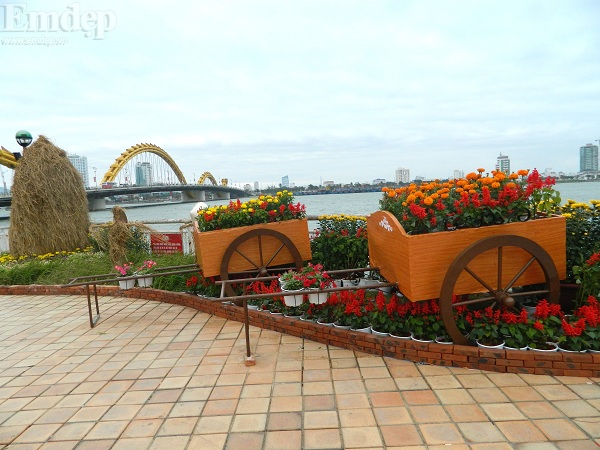 Chiêm ngưỡng vườn hoa xuân Đà Nẵng đẹp lung linh bên bờ sông Hàn