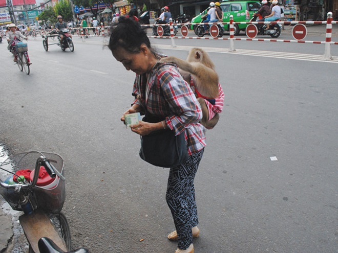 Chuyện lạ chắc chỉ có ở Việt Nam: khỉ đi bán vé số