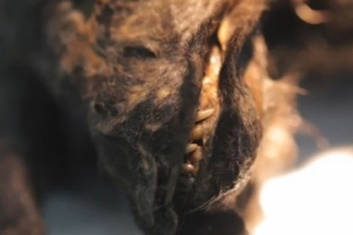 Rã đông xác ướp của chó từ 12.400 năm trước để 'hồi sinh'