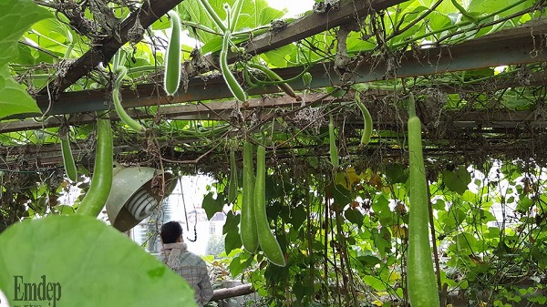 'Học lỏm' cách tạo tháp rau độc đáo của bà mẹ trẻ ở Lào Cai