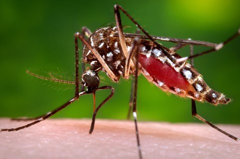 Bộ Y tế bác tin 4 người ở Khánh Hòa nhiễm virus Zika