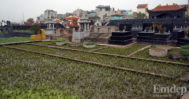 Cận cảnh rau xanh trồng trên đất nghĩa trang giữa Thủ đô