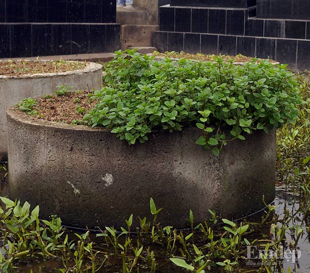 Cận cảnh rau xanh trồng trên đất nghĩa trang giữa Thủ đô