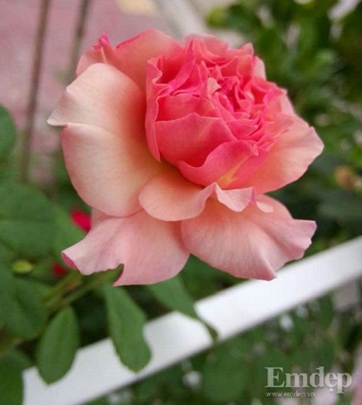 Lạc vào vườn hồng nhập ngoại đẹp như tranh vẽ ở Kiên Giang