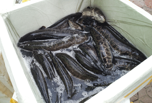 Những loại cá, ếch Trung Quốc giá rẻ bán tràn lan chợ Việt