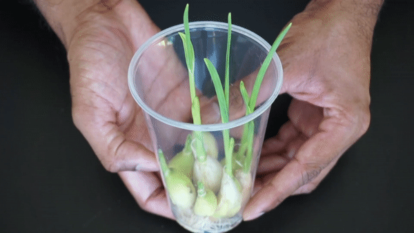 Mẹo trồng tỏi trong cốc nhựa cực kỳ đơn giản, mấy tháng sau có tỏi sạch ăn mãi không hết