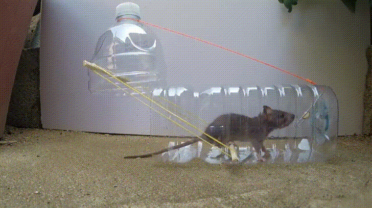 Tự làm bẫy chuột cực thông minh chỉ cần 1 chai nhựa, đảm bảo chuột sập bẫy 100%