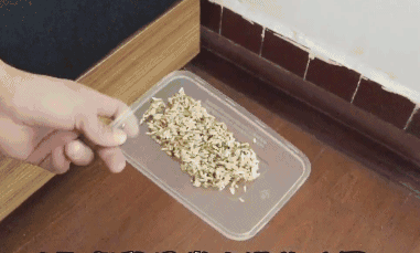 Chỉ cần một nắm gạo, diệt sạch bách được cả đàn chuột trong nhà không tốn một giọt mồ hôi