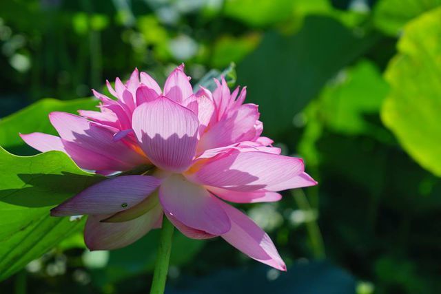 Bí quyết "nằm lòng" phân biệt hoa sen với quỳ để tránh bị lừa khi mua