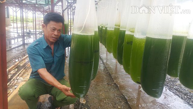 Nuôi thứ nước xanh lè mà lãi trăm triệu; Ốc “của quý” 2,5 triệu đồng/kg bán đầy đường