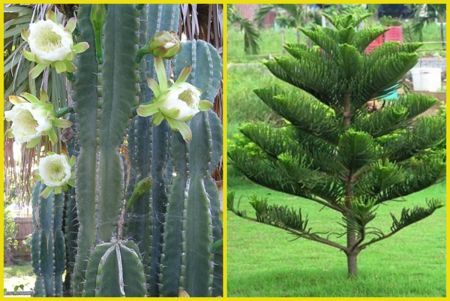 Loại cây cản lộc - đuổi tài, trồng trong nhà bảo sao thần Tài không bao giờ thèm đến cửa
