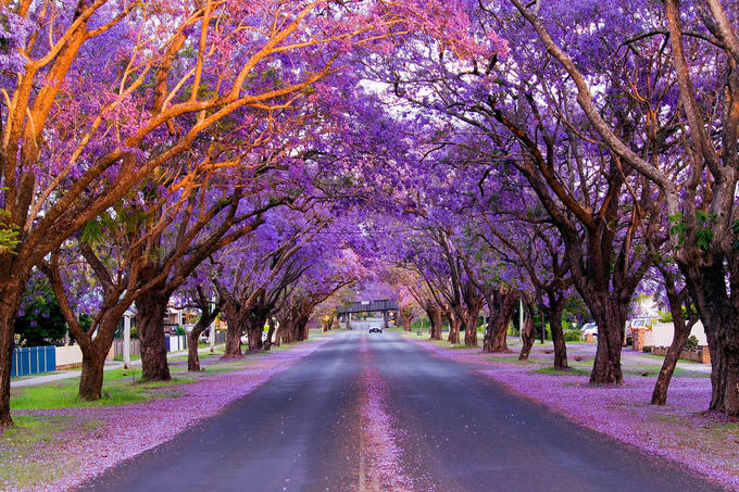 Khung trời hoa phượng tím "lịm tim" ở Australia