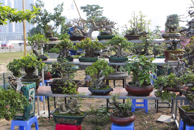 "Mãn nhãn" với những chậu bonsai mini giá hàng chục triệu đồng
