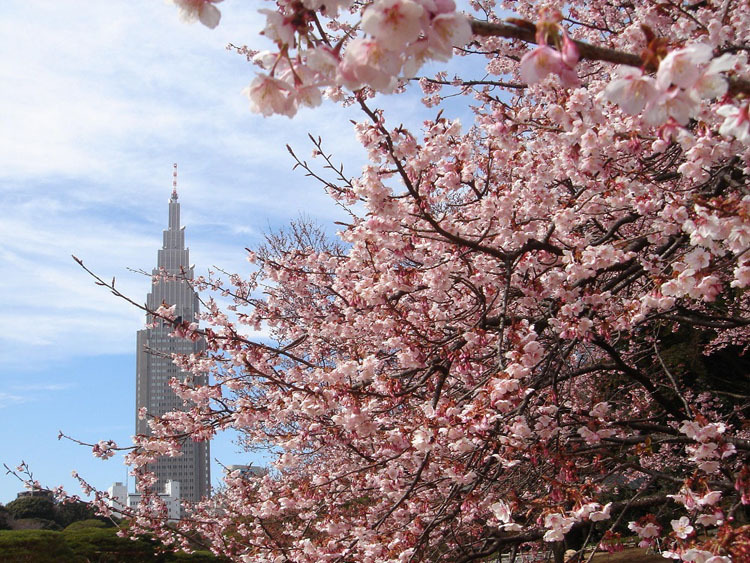 Mùa hoa anh đào bung nở, bật mí những điểm ngắm hoa đẹp nhất ở Tokyo