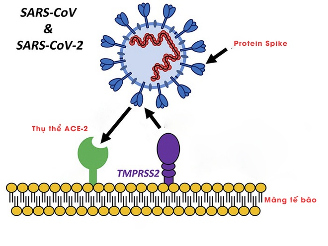 Phát hiện mới về cơ chế lây lan của virus corona