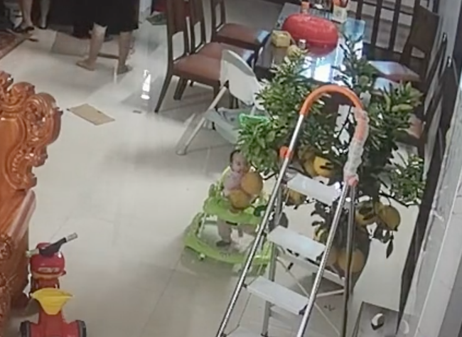 Đầu tư mua cả cây bưởi về chưng Tết thay vì quất để đề phòng 'thanh niên không răng' nhưng cái kết vẫn khiến gia đình méo mặt