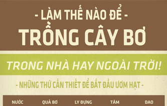 Trồng cây không khó: Ăn bơ xong, đừng vội bỏ hạt