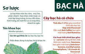 Infographic: Cây bạc hà - Tốt đủ đường