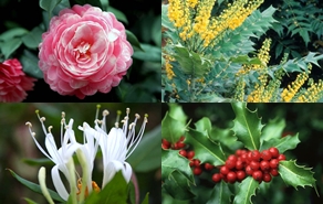 4 cây hoa giúp đẩy lùi ảm đạm trong vườn ngày đông 