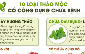 10 thảo mộc chữa bệnh thường gặp bạn nên nhớ