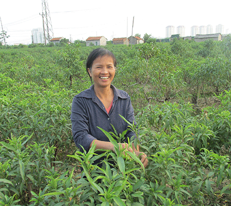 Làng đào vào mùa tuốt lá chuẩn bị Tết 