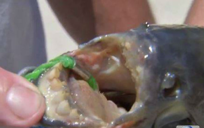 Hết hồn loài cá dữ tợn chỉ thích ăn "của quý" đàn ông