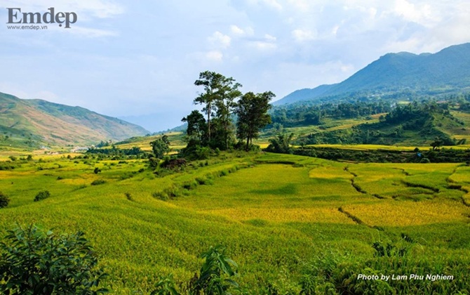 Thảm thu vàng miên man trên những thửa ruộng bậc thang Lào Cai