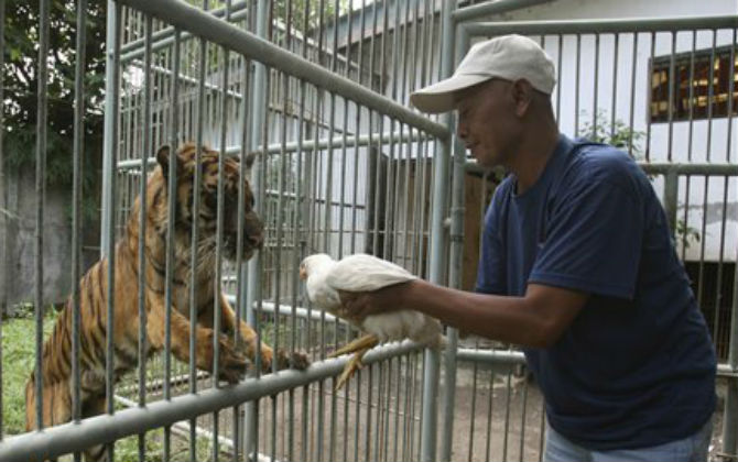 Từ vụ hổ cắn đứt tay người cần cẩn trọng với các loài thú 