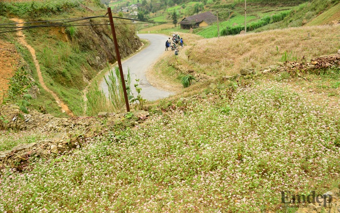 Mùa hoa Tam Giác Mạch nở rộ trên phiến đá tai mèo Hà Giang