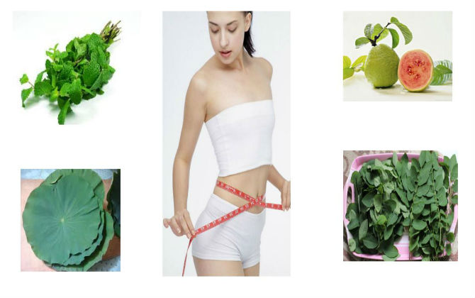 Giảm cân thần kỳ với 6 loại lá cây ngay trong bếp