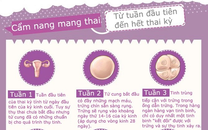 Mô tả chi tiết sự phát triển của bé từ tuần đầu tiên đến hết thai kỳ