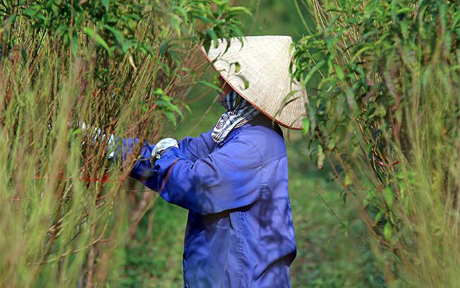 Người Nhật Tân hối hả chăm sóc đào chờ Tết