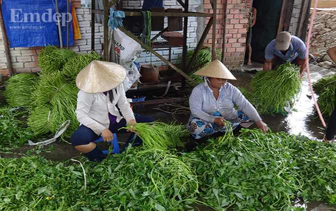 Nghề tuốt rau muống thuê: Những nhọc nhằn không mấy ai biết