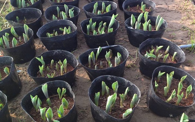 Tự tay trồng và chăm sóc hoa tulip đón Tết cổ truyền