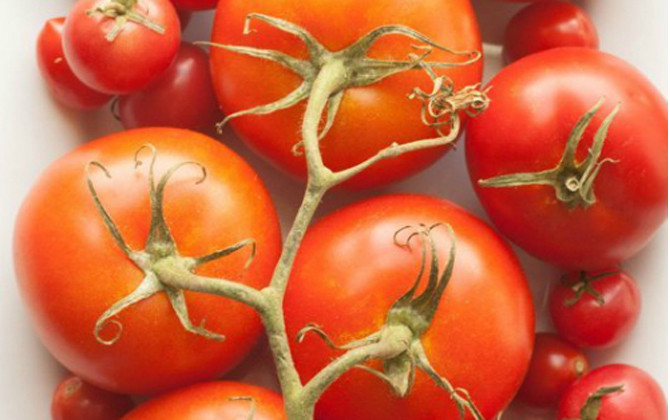 Tại sao không nên cho cà chua vào tủ lạnh