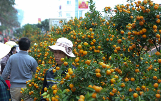 Mẹo cực dễ chọn mua quất Tết "một phát ăn ngay" 