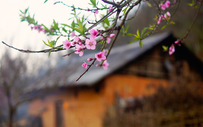 Mùa xuân nơi rẻo cao Y Tý