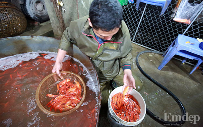 4h sáng ở chợ bán cá chép đỏ gần ngày ông Công, ông Táo 