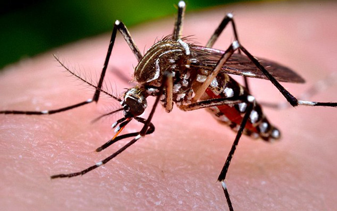 Chấn động: Mỹ phát hiện ca nhiễm virus Zika đầu tiên truyền qua đường tình dục