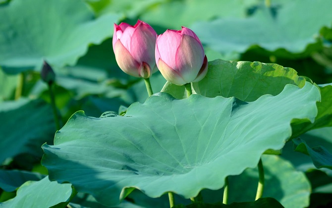 Khéo trồng sen trong chậu đón mùa hè thêm ngọt ngào sắc hương