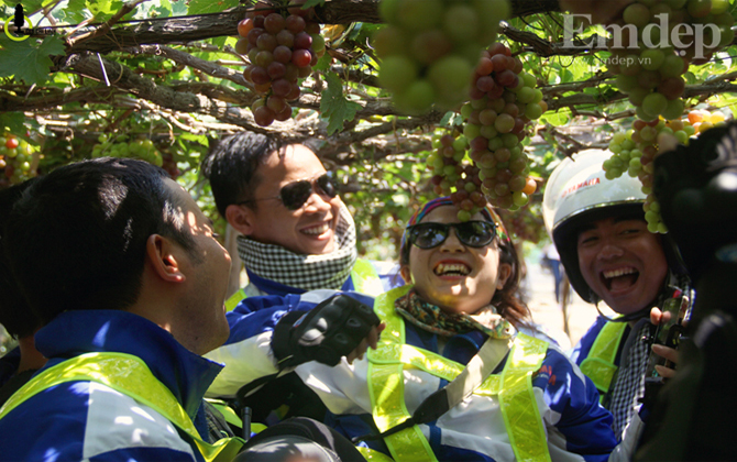 Nhớ sao những cánh đồng nho Ninh Thuận