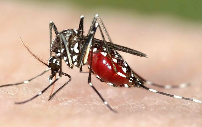 Bộ Y tế bác bỏ tin 4 người ở Khánh Hòa nhiễm virus Zika