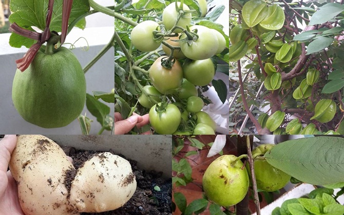 Ban công đủ loại rau trái ai nhìn cũng ước ao của bà mẹ hai con