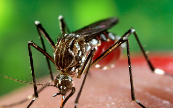 Bộ Y tế công bố 2 trường hợp đầu tiên dương tính với virus Zika