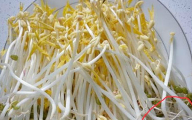 Mẹo chọn giá đỗ sạch cho cả nhà yên tâm thưởng thức