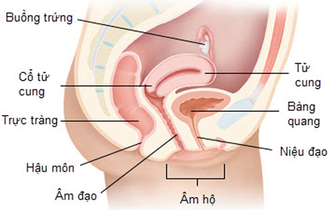 3 bước dễ ợt để âm đạo se khít nhanh chóng sau sinh