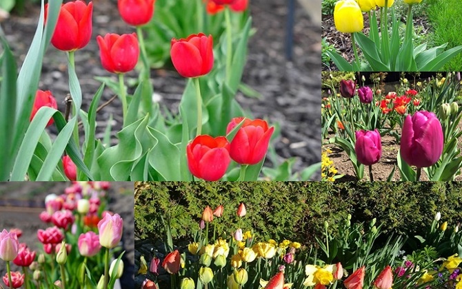 Ngắm những vườn tulip đẹp mộng mơ của nàng dâu Việt bốn phương