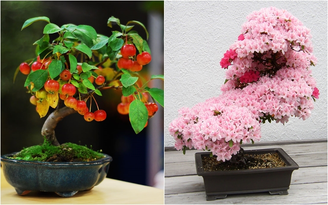 Mãn nhãn với những chậu bonsai đẹp đến mê hồn