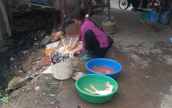 Hãi hùng cảnh mổ gà, làm cá bẩn kinh người