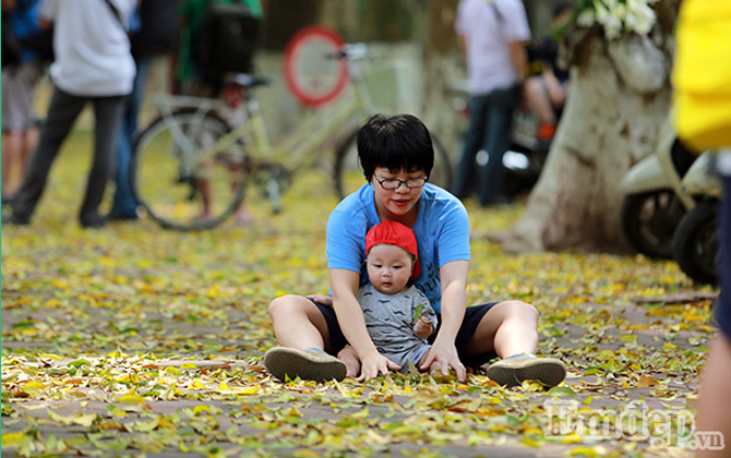 Ảnh: Những ngày này Hà Nội đẹp lạ mùa sấu "dệt thảm vàng"